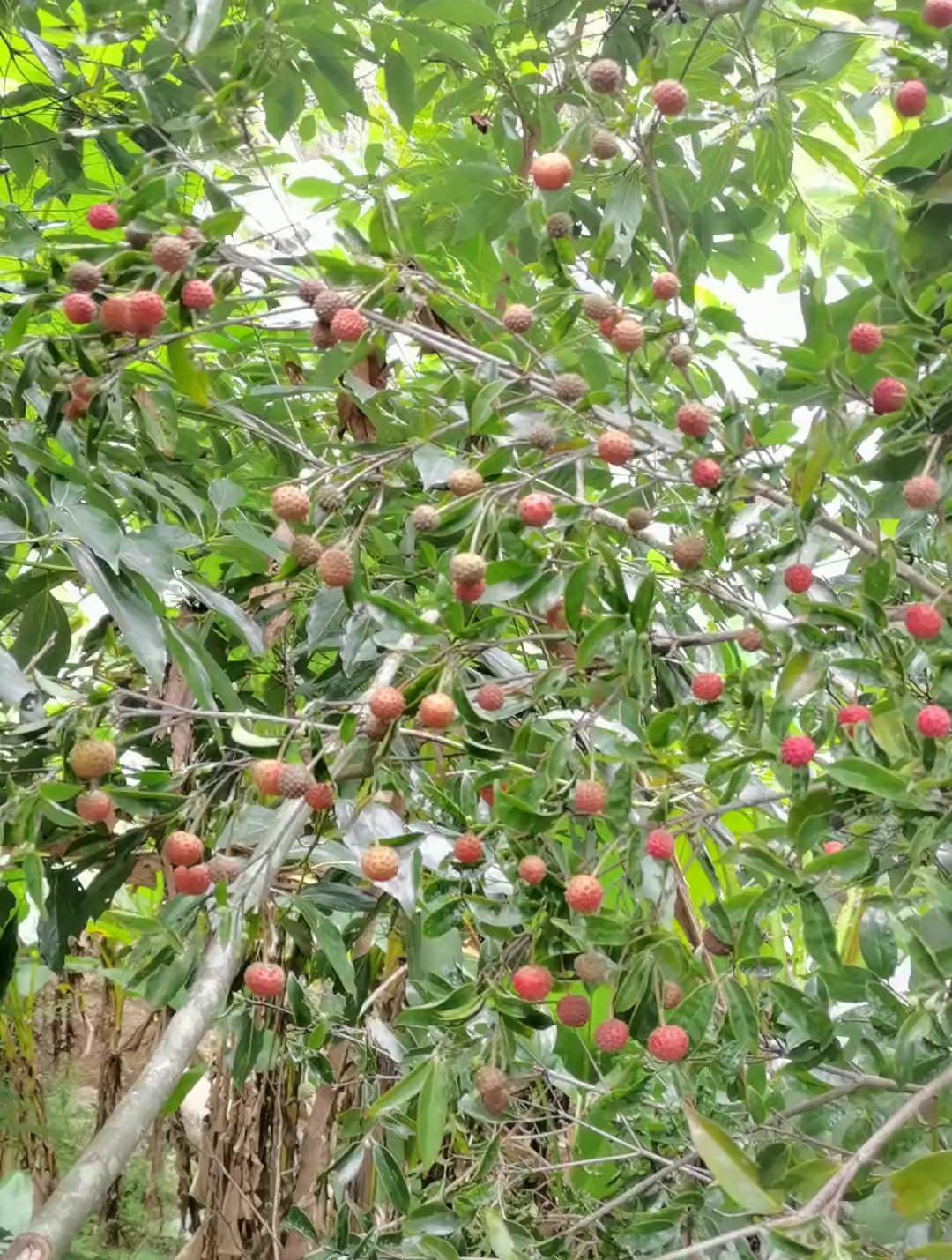 好多野荔枝哦,小时候的味道