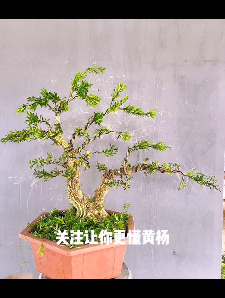 小叶皱皮雀舌黄杨,用云片的方式修剪造型成风动式盆景,看操作!-度小视