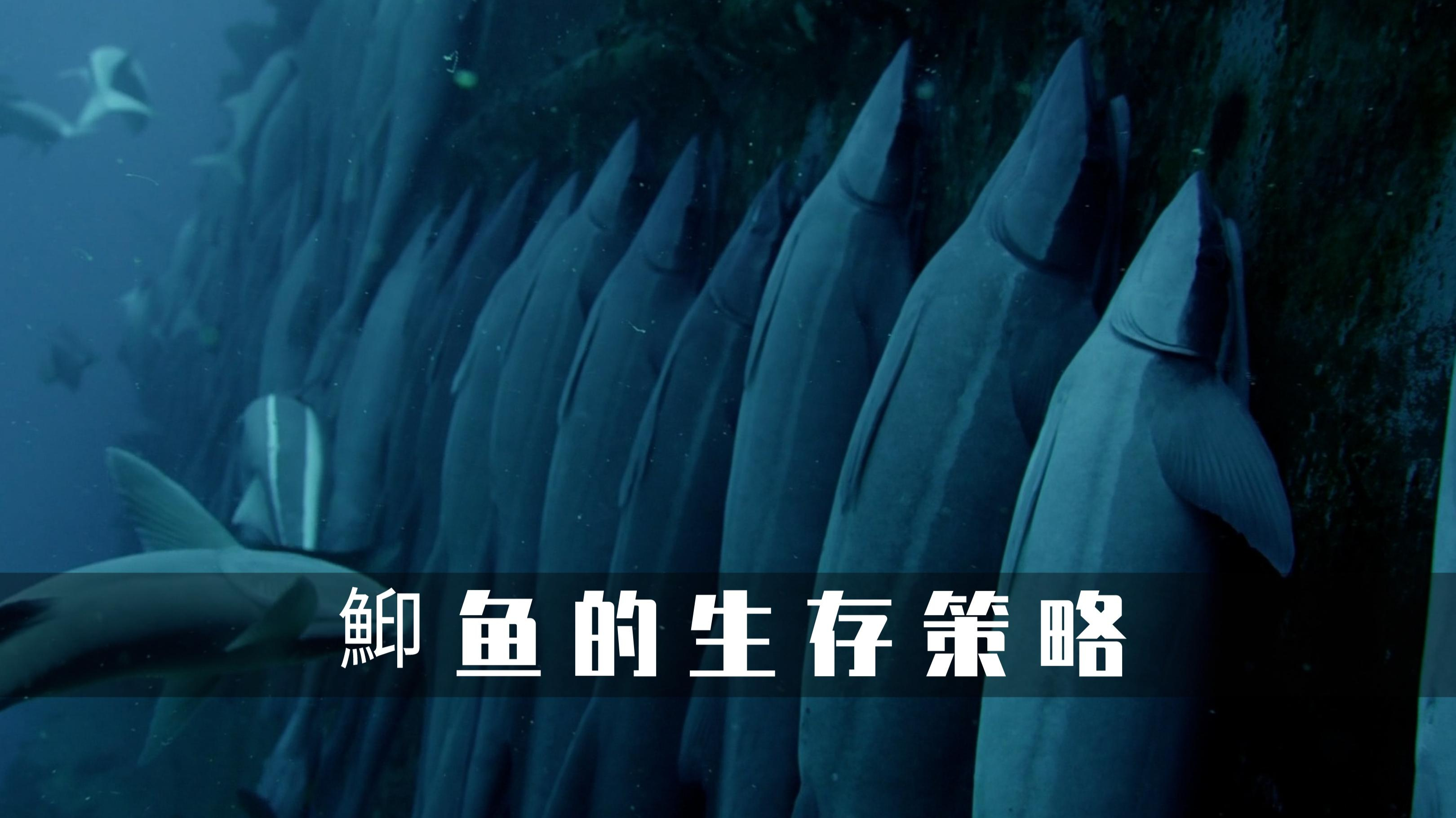 鮣鱼独特的生存策略,竟然在鲨鱼身上安家