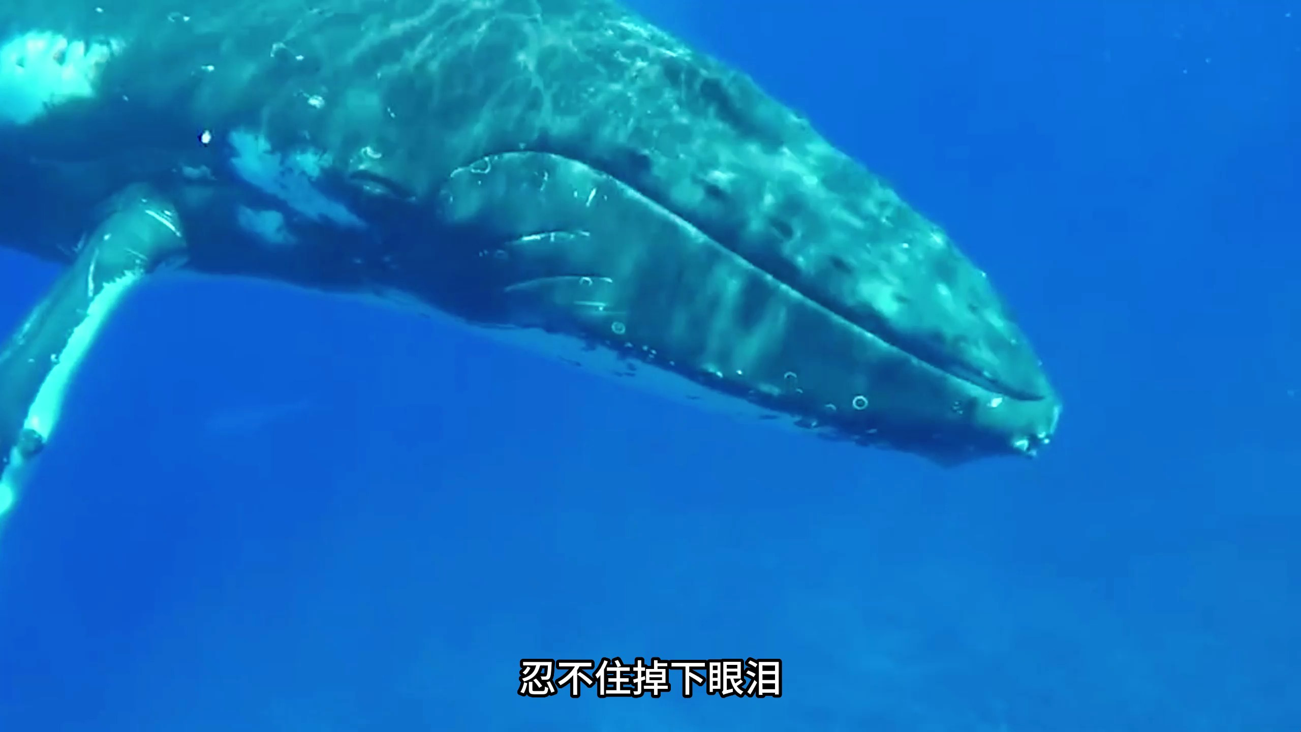 鲸鱼母子来向人类求救,看到鲸鱼身体的一瞬间,忍不住掉下眼泪