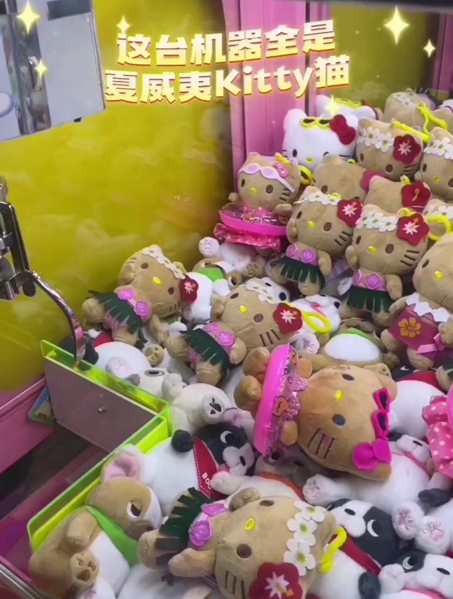 原来哈喽猫去夏威夷就会变黑