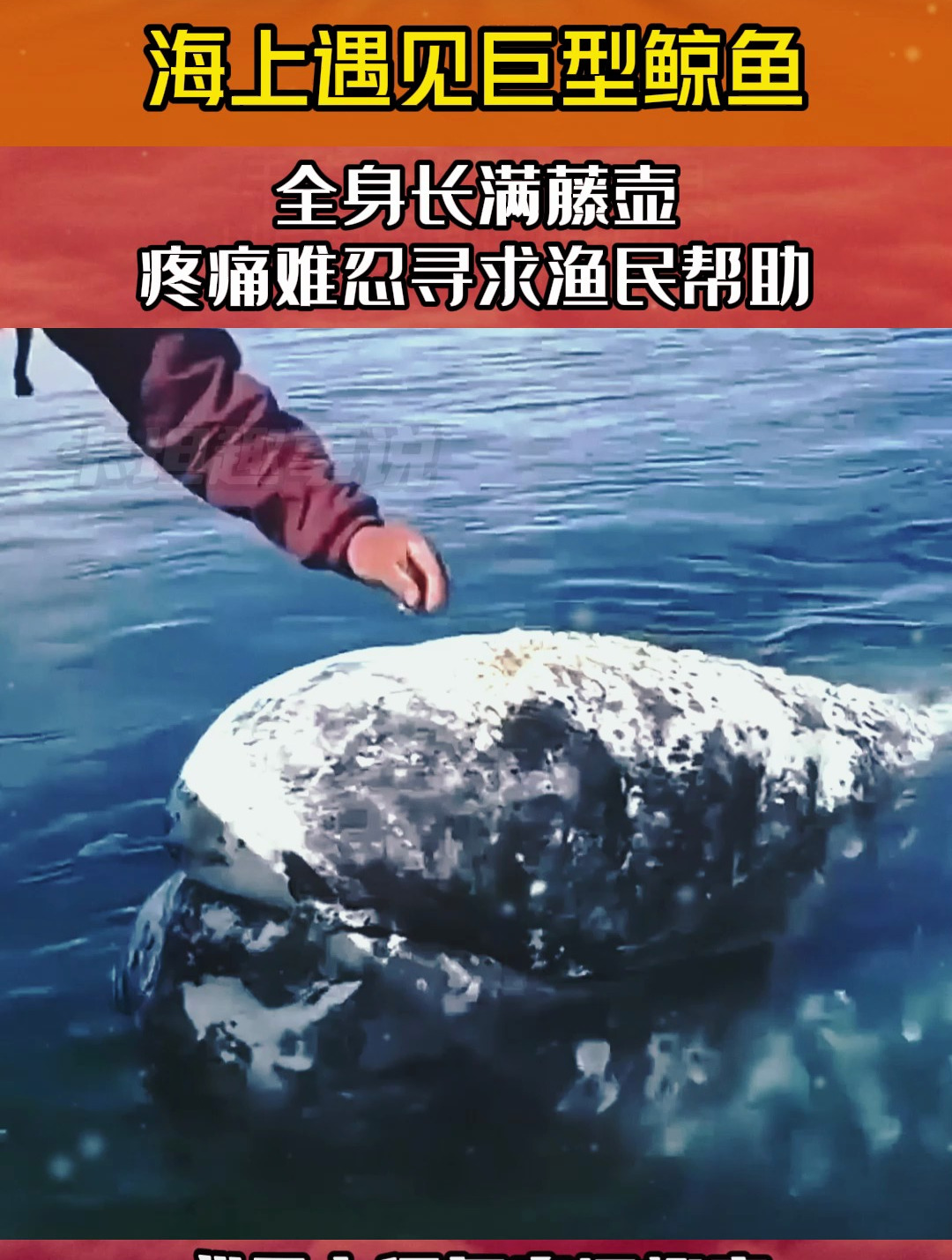 海上遇見巨型鯨魚,全身長滿藤壺,疼痛難忍尋求漁民幫助