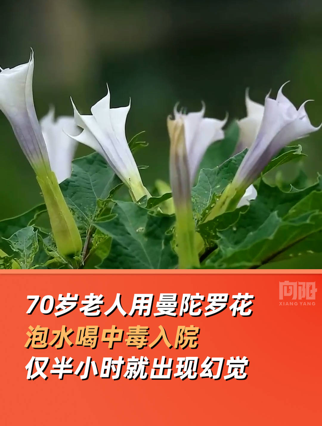 曼陀罗花籽泡水喝图片