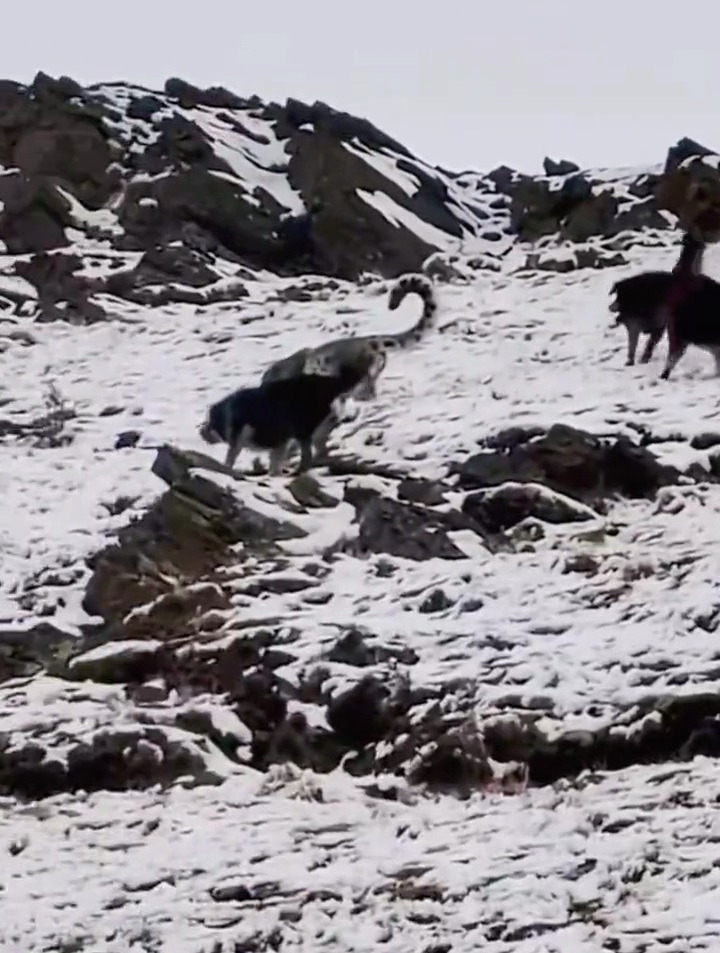 野生藏獒围攻雪豹,雪豹面对数头藏獒也不怕