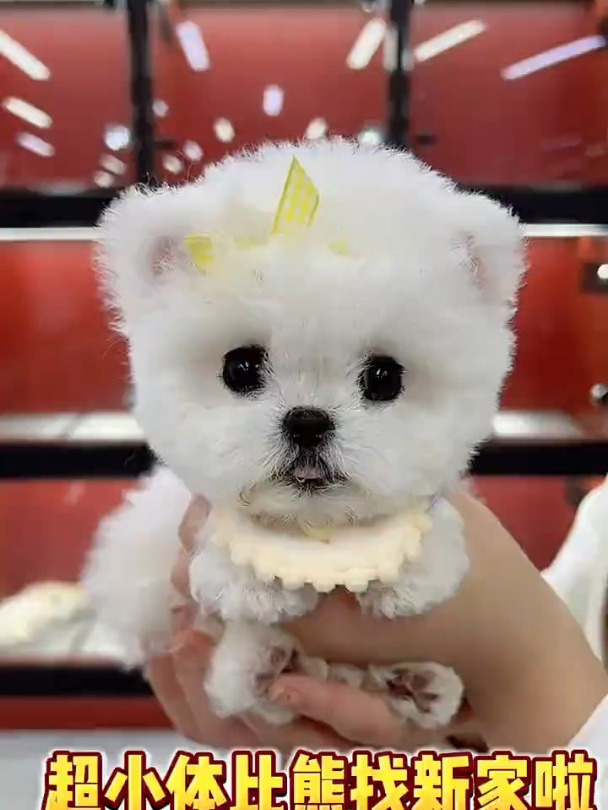 给你们看一只小体飞耳比熊,粘人的样子萌爆了