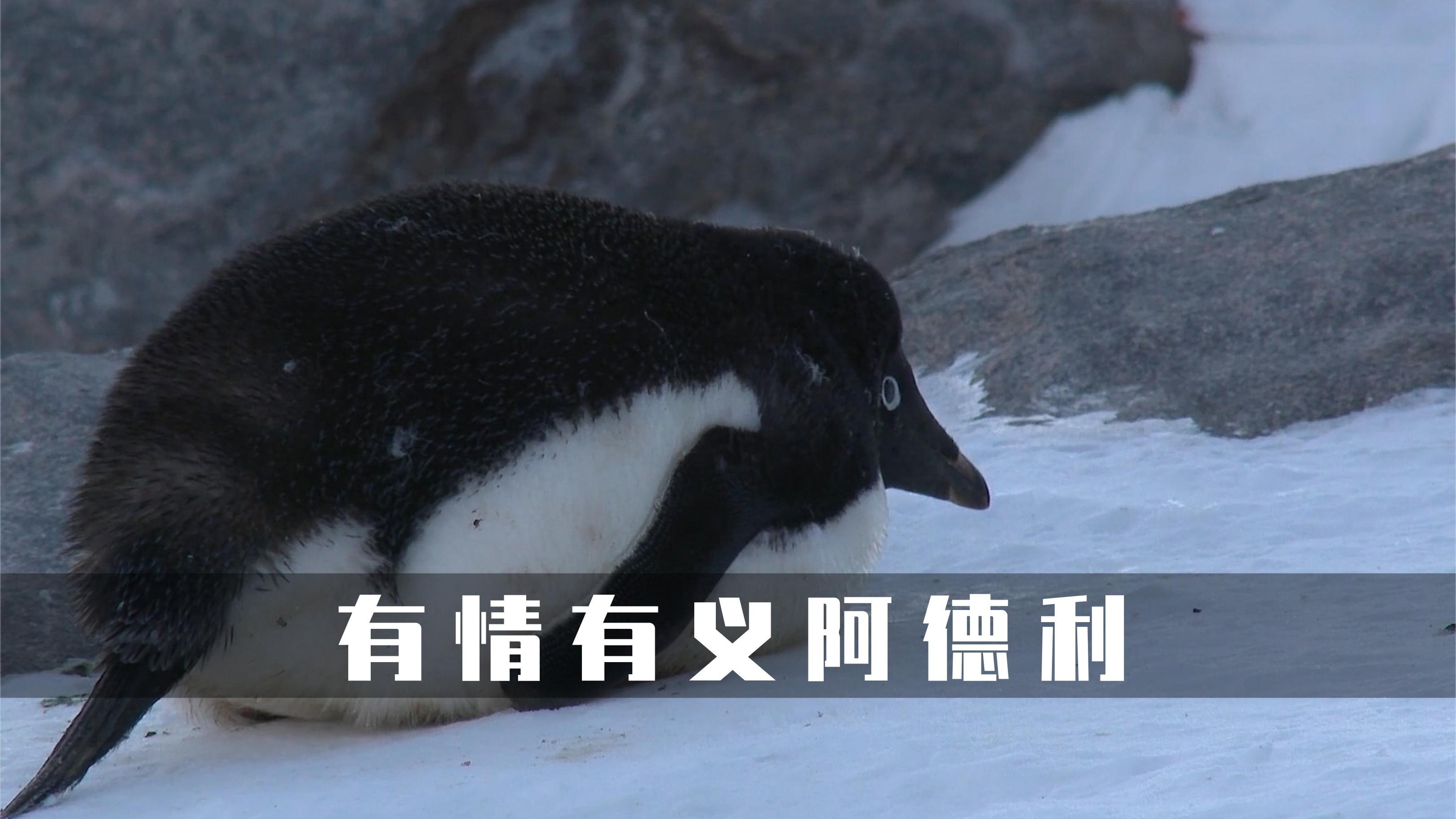 可爱的阿德利企鹅,超萌有趣,你想不想拥有一只