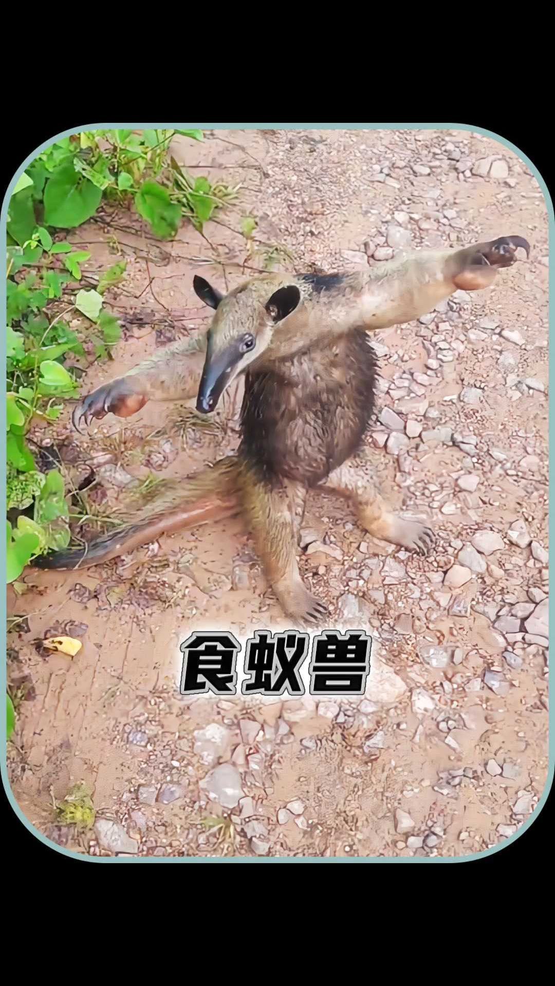 外表憨厚的食蚁兽原来如此不简单