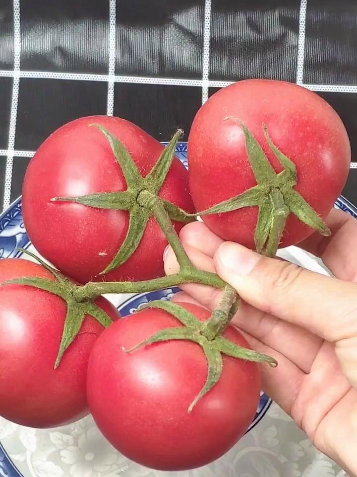 西红柿做菜好吃的做法推荐