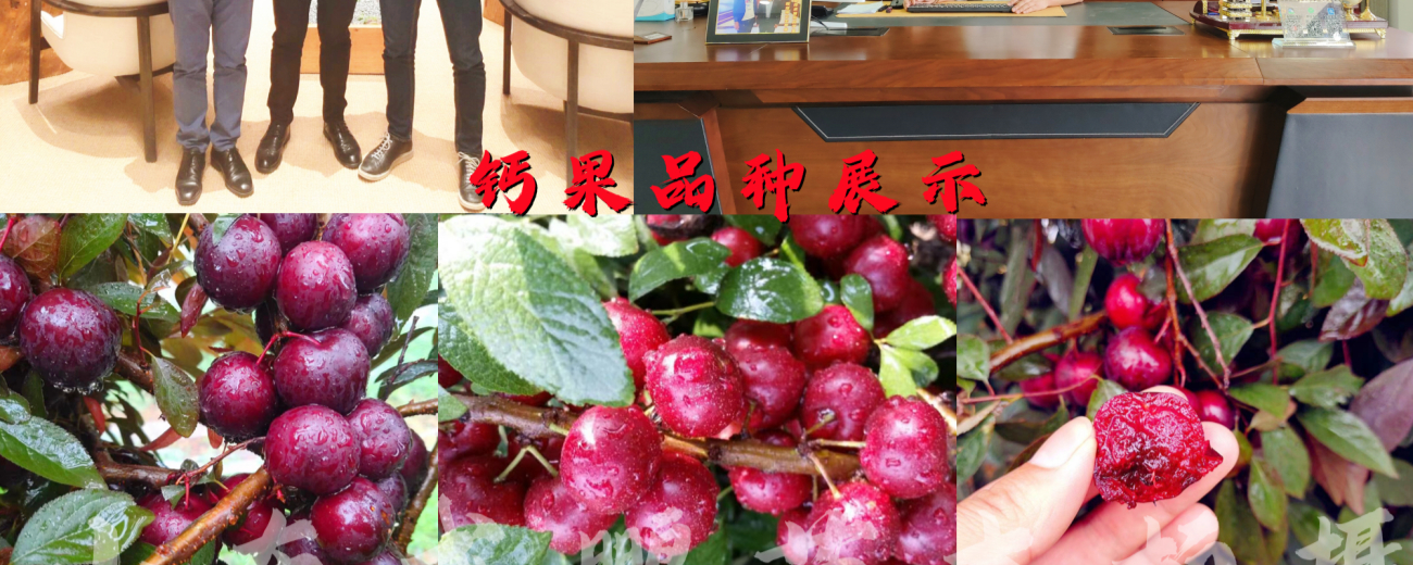 晚熟最新红肉油蟠桃，目前高端桃品种