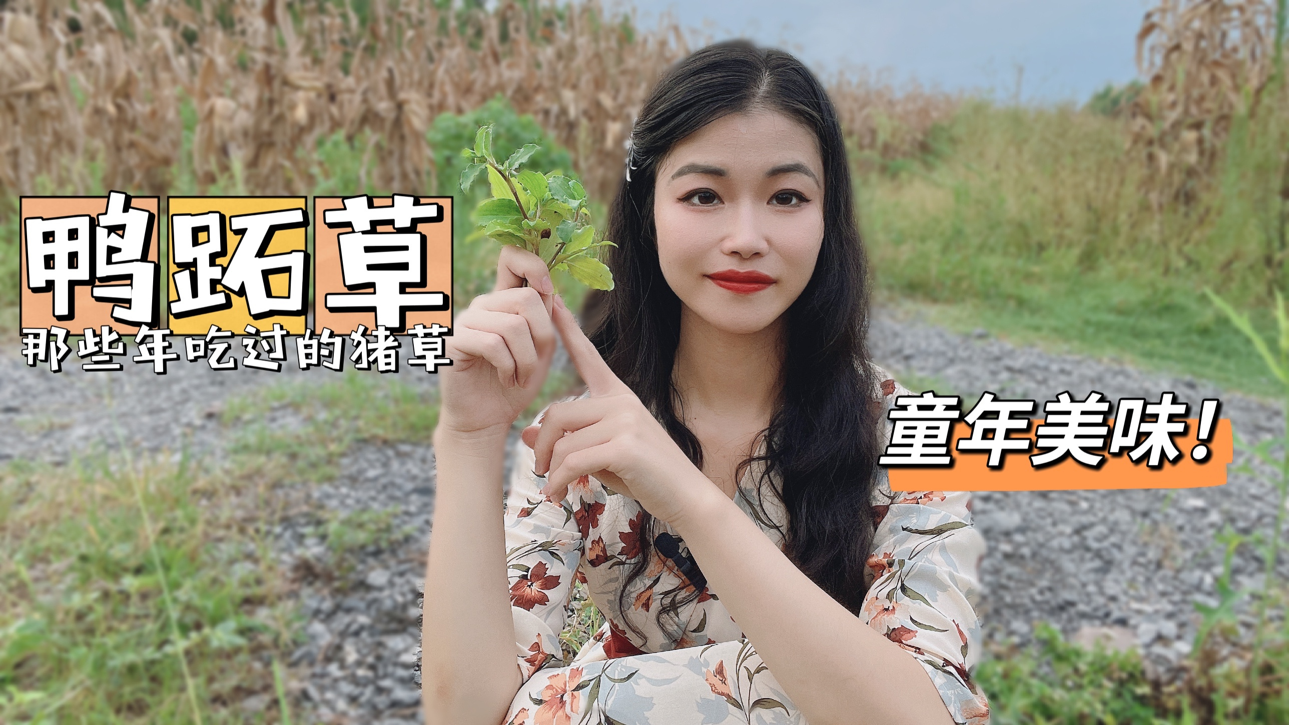 田埂边上的鸭跖草,如今返乡你可还认识?那些年,吃过的美味猪草