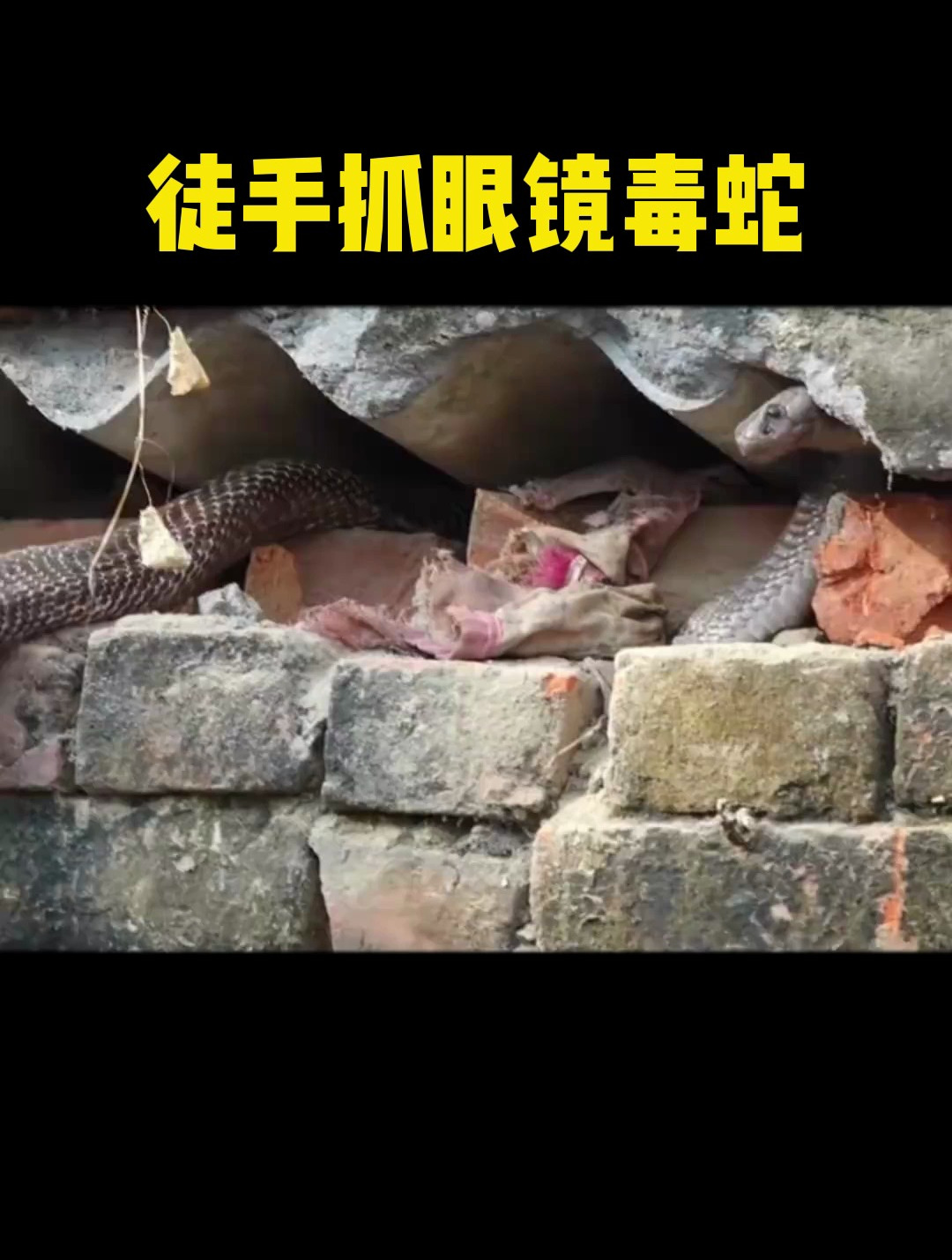 抓蛇高手徒手抓眼镜毒蛇,真是太猛了