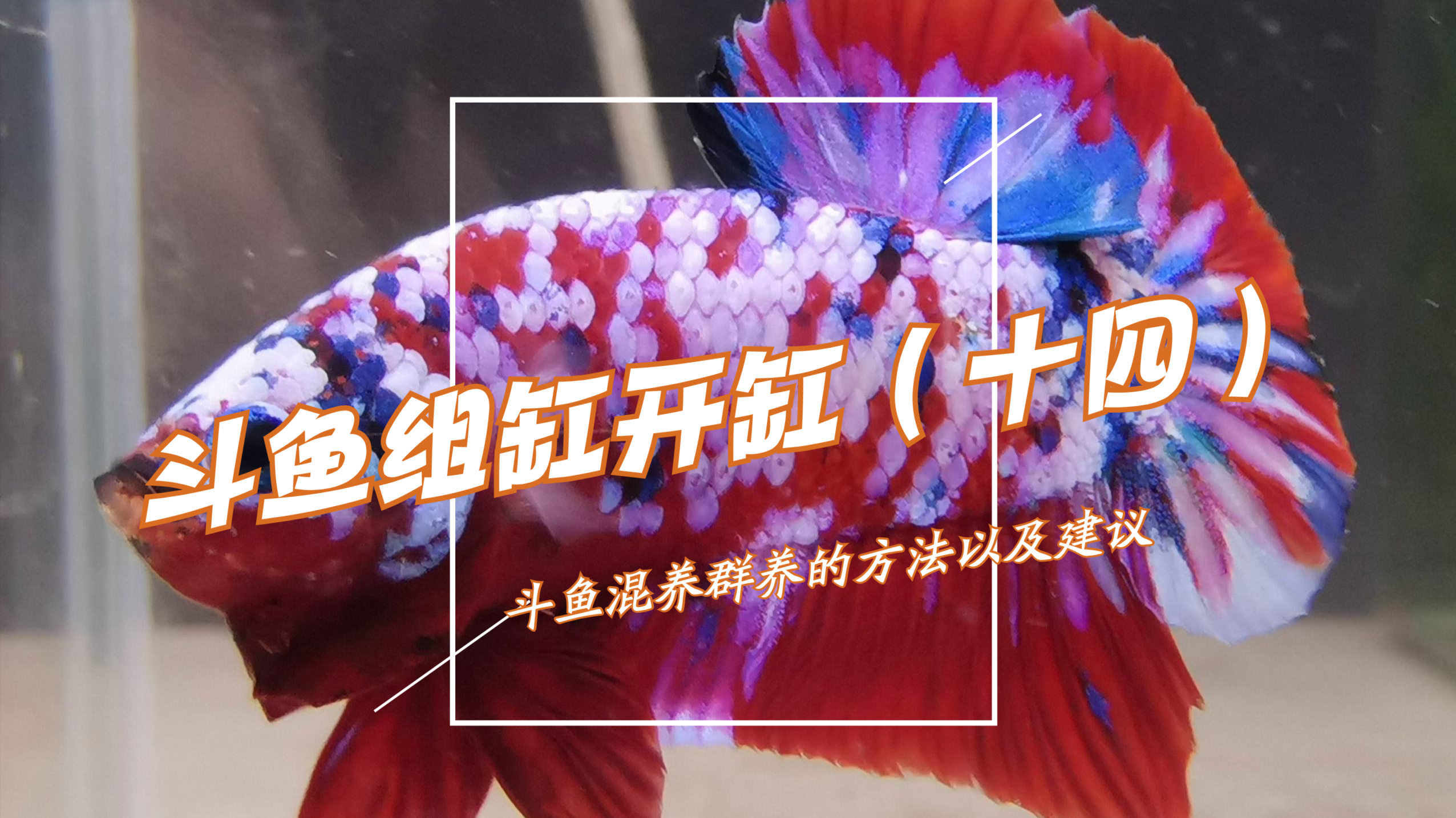 斗鱼组缸开缸(十四)关于斗鱼群养混养的方法以及建议