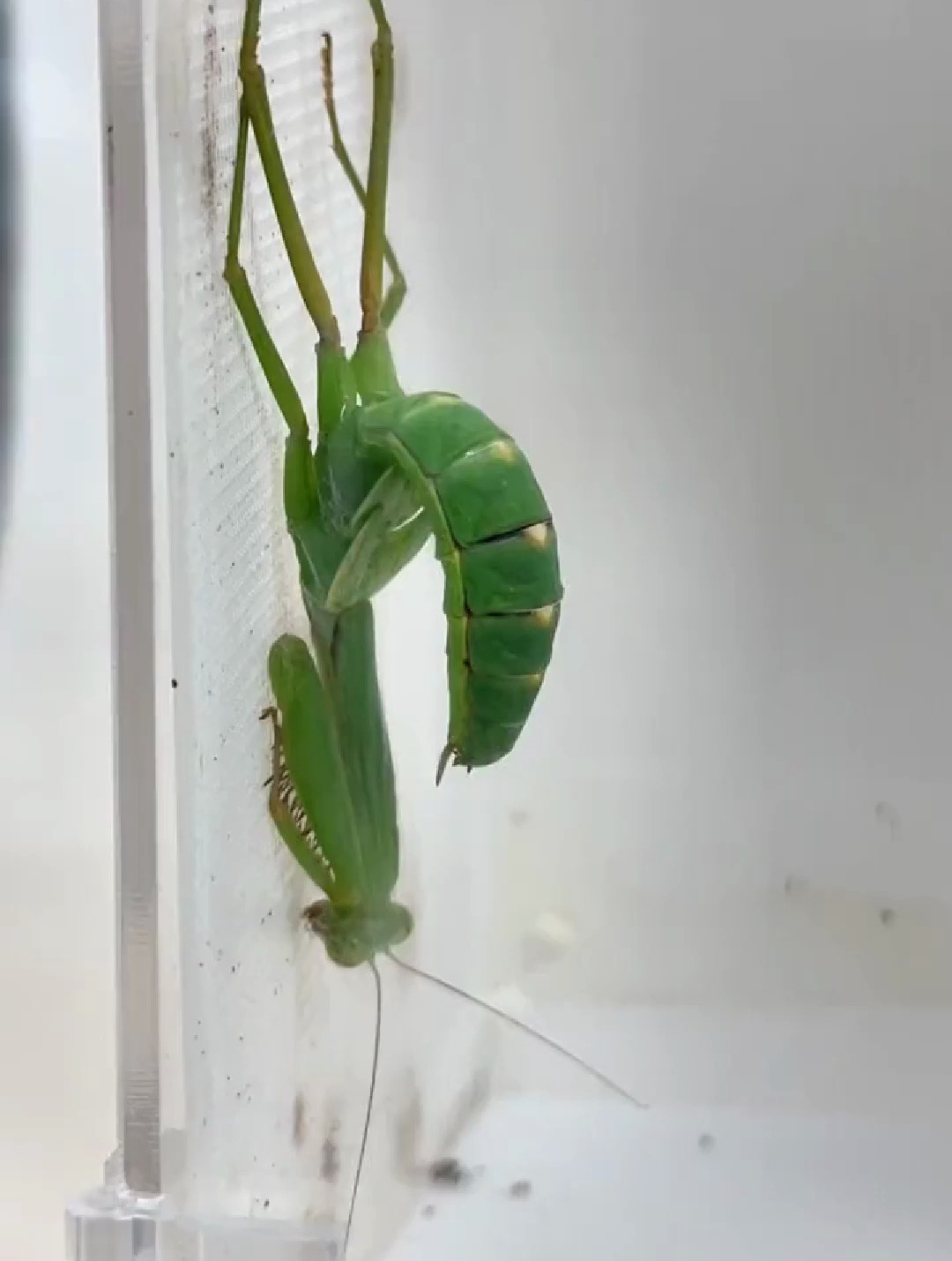 螳螂蜕皮全过程九死一生