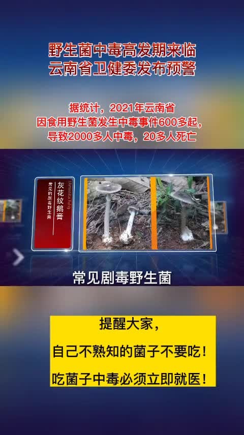 野生菌中毒高发期来临提醒大家自己不熟知的菌子不要吃吃菌子中毒必须