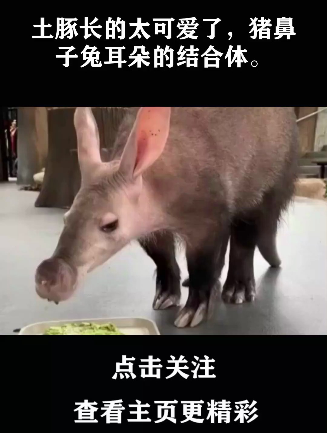 猪鼻子兔耳朵的动物图片