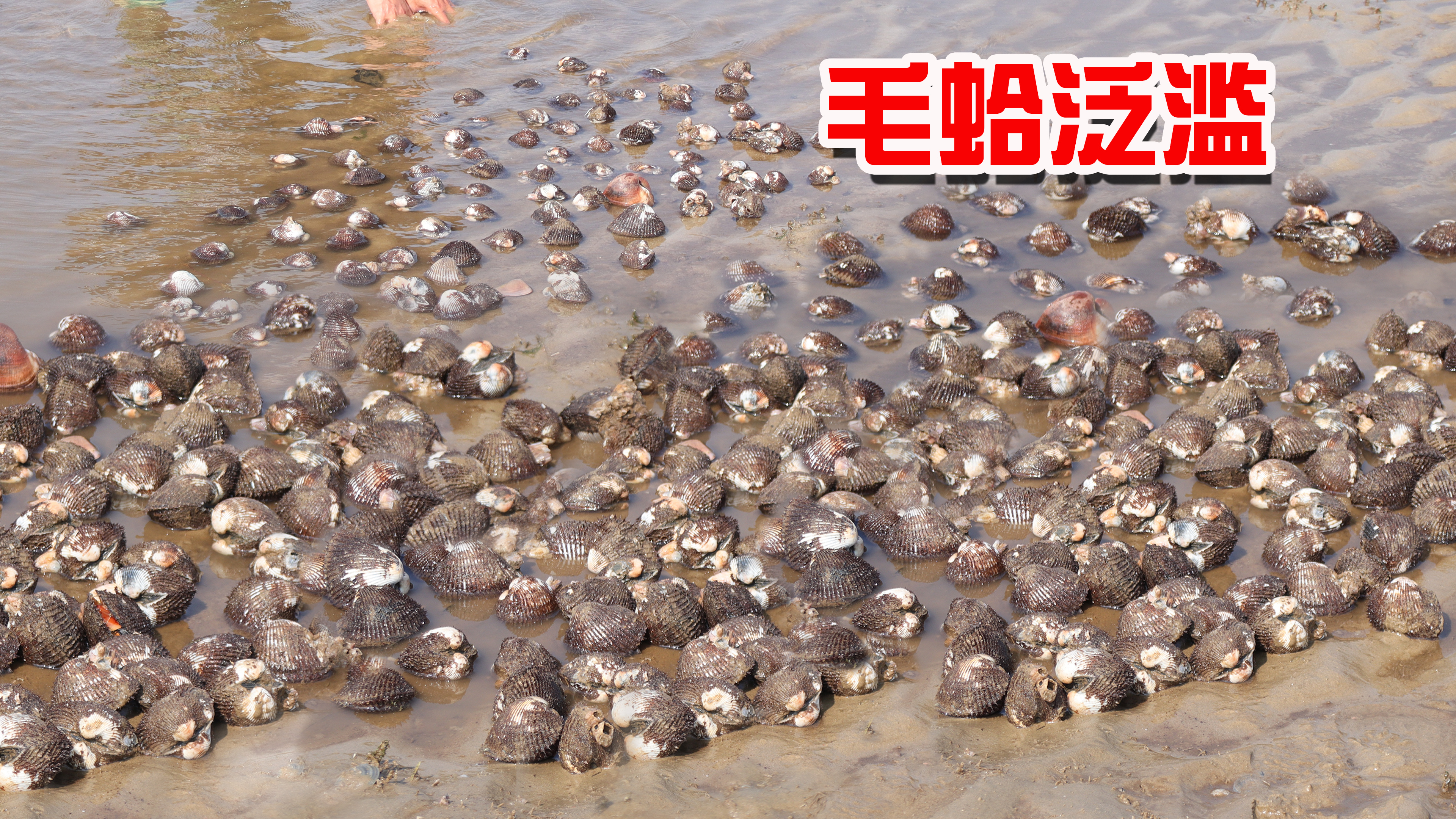 20年废弃养殖场底下遍地蛤蜊，阿聪挖了40斤回家，花一天才洗干净