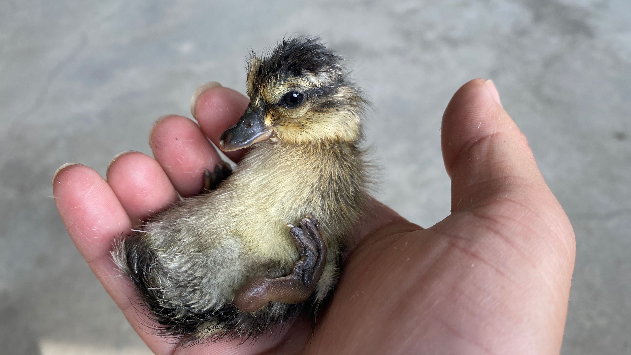孵化了好几年,终于孵化出了一只网红柯尔鸭