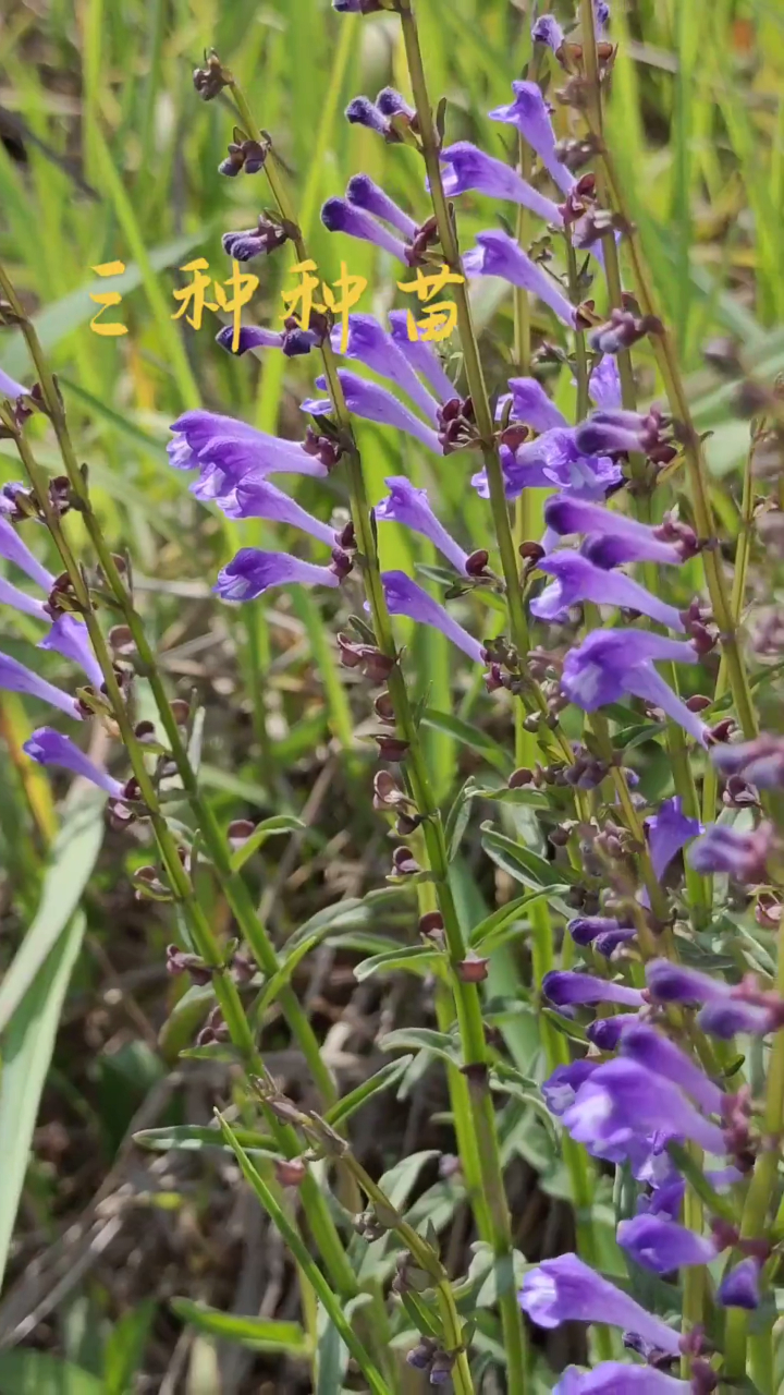我还是在挖半枝莲种苗配白花蛇舌草种苗,半边莲种苗也需挖很多