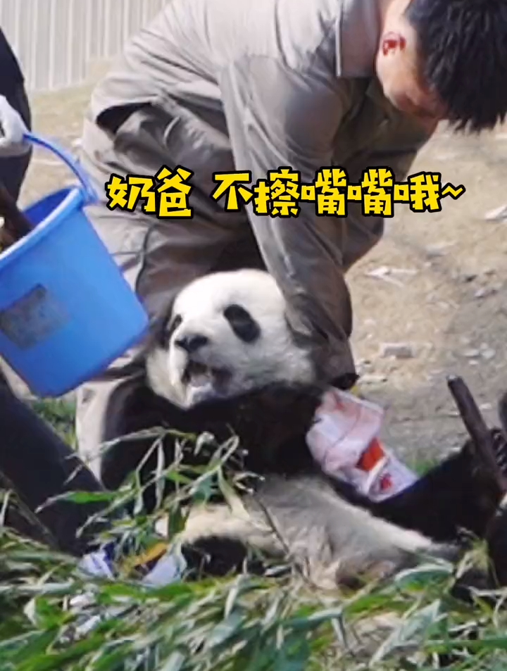 大熊猫 兜兜:嘿嘿!你想做我的铲屎官吗?