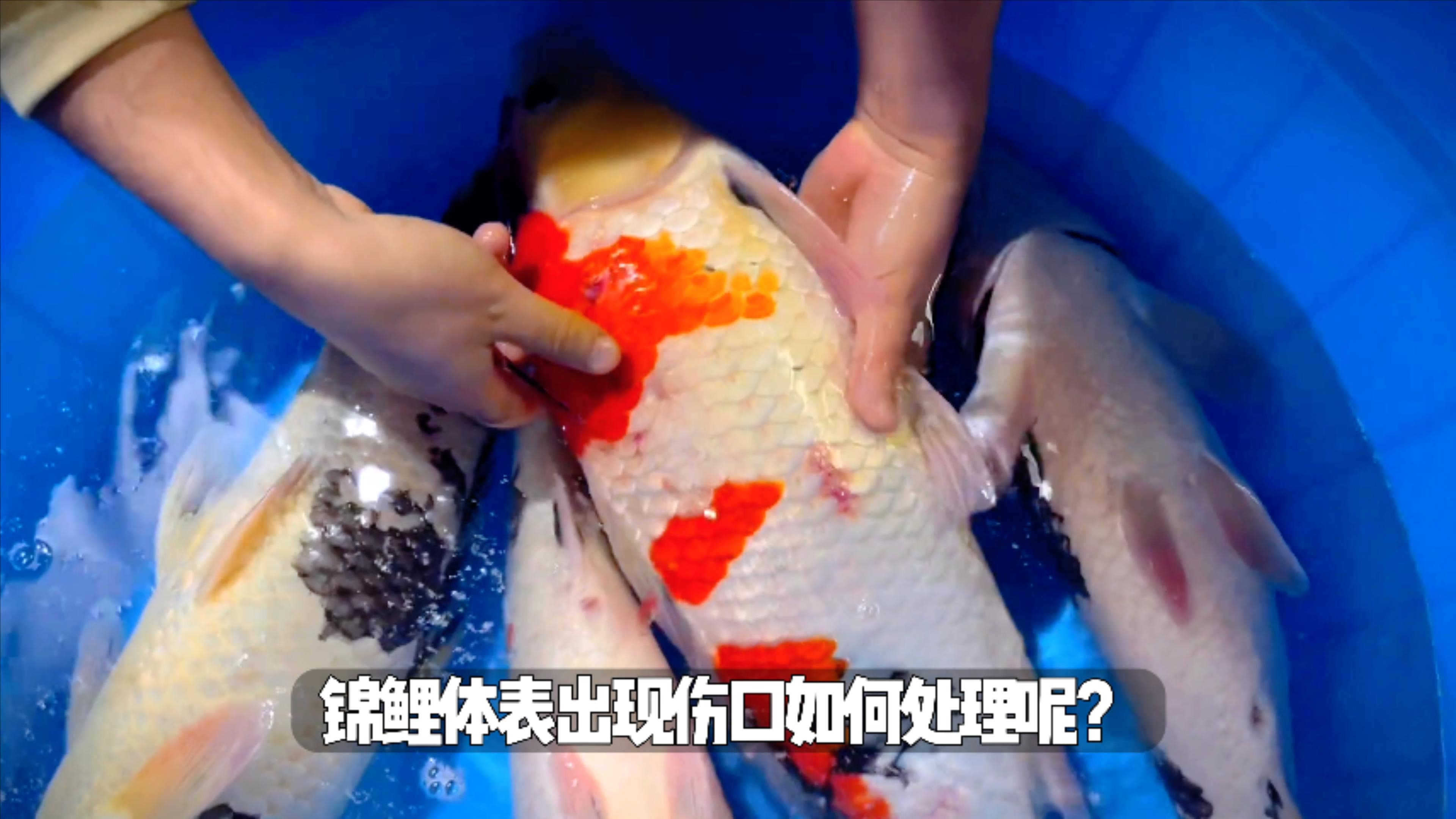 锦鲤鱼身上有伤口怎么办?盘点锦鲤鱼身各种伤口的处理办法