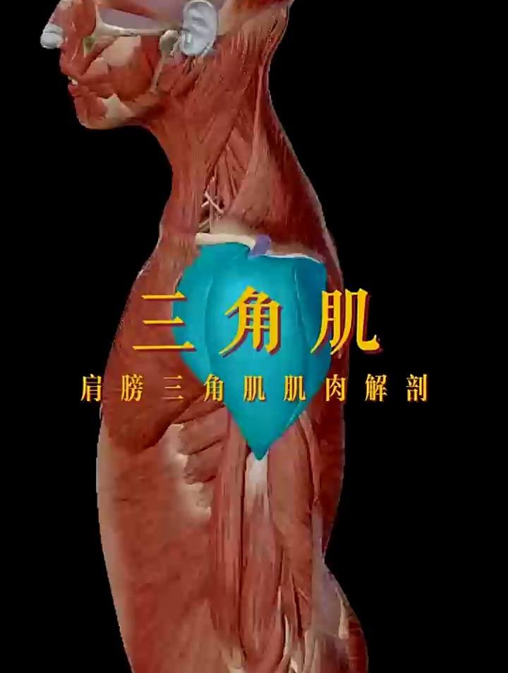三角肌又叫虎头肌,分为前中后三束-度小视