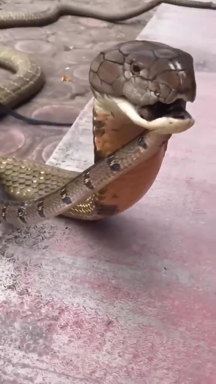 不知名的小蛇竟然咬穿了眼镜王蛇的下巴