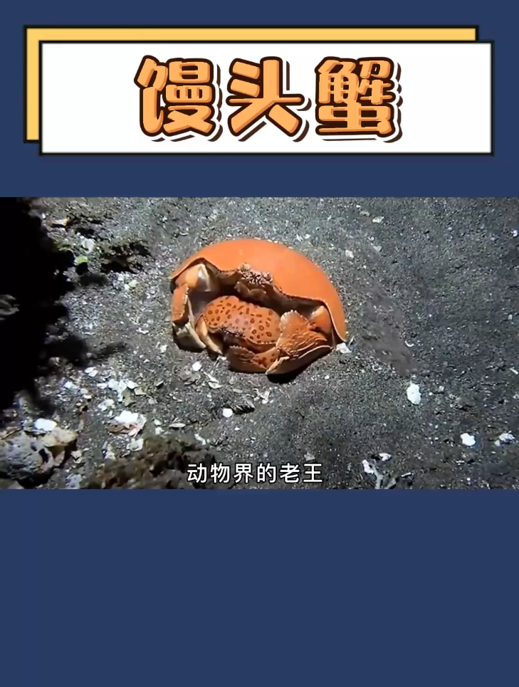 动物界的老王,爱抱老婆的馒头蟹,你想怎么吃?-度小视