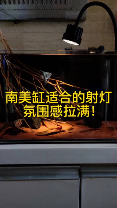 南美缸造景适合用什么灯鱼缸造景的氛围感就靠这个射灯了