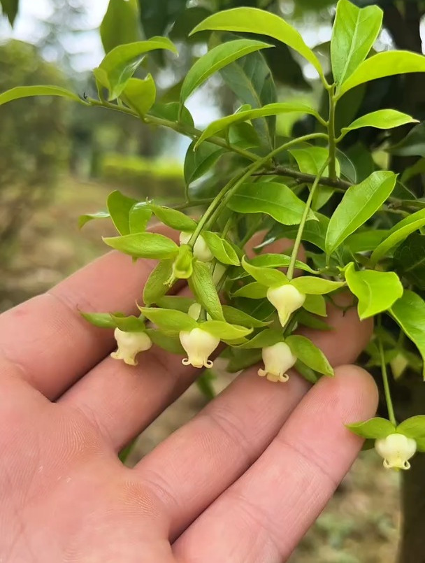 金弹子花苞和花芽图片