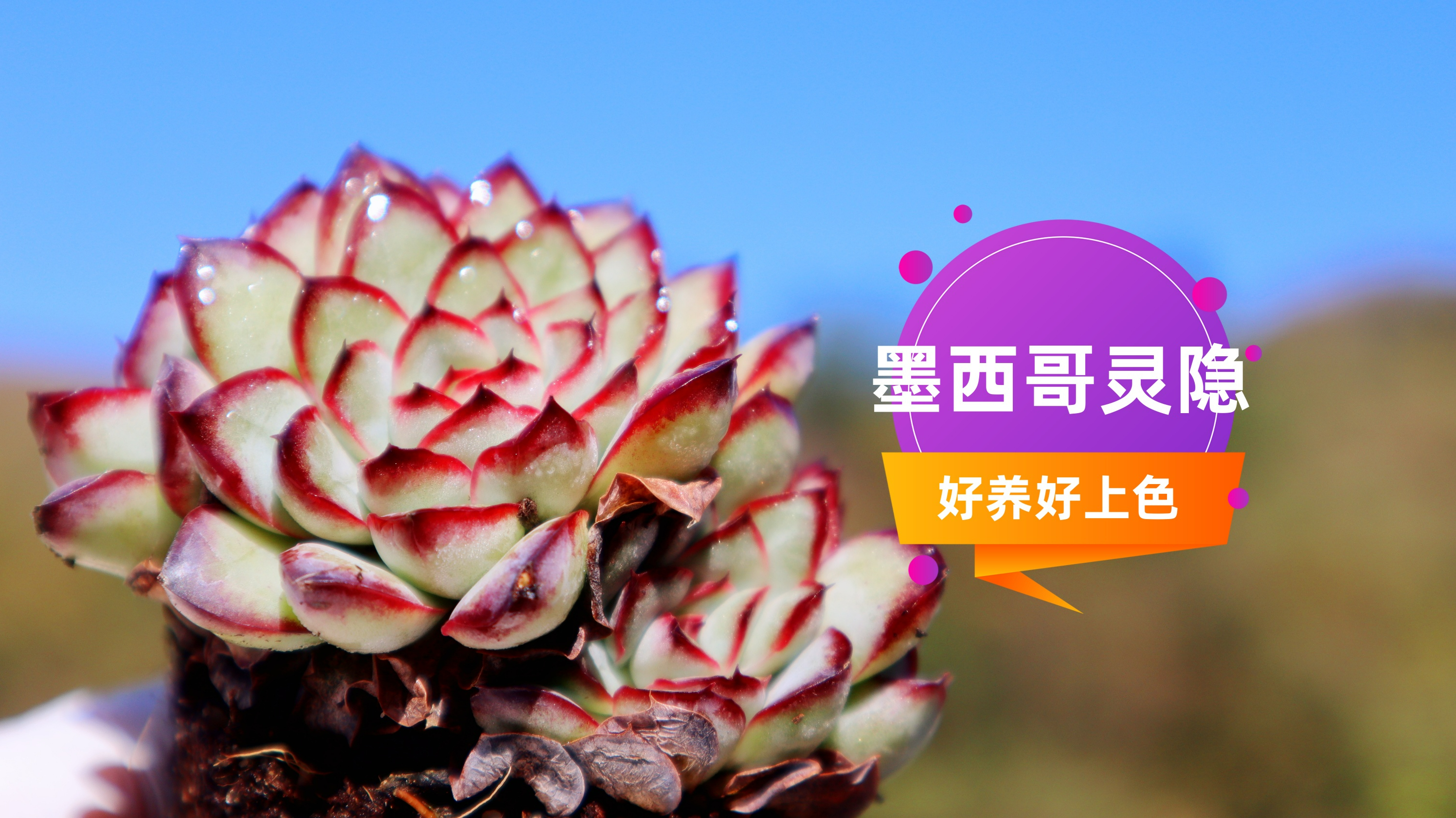 品种推荐020 墨西哥灵隐 经典的红边线老品种 好看好养