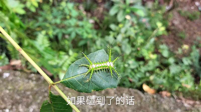 让人望而却步的八角丁,原来不是它的最终形态,大家快来看看吧,自然,植物,好看视频