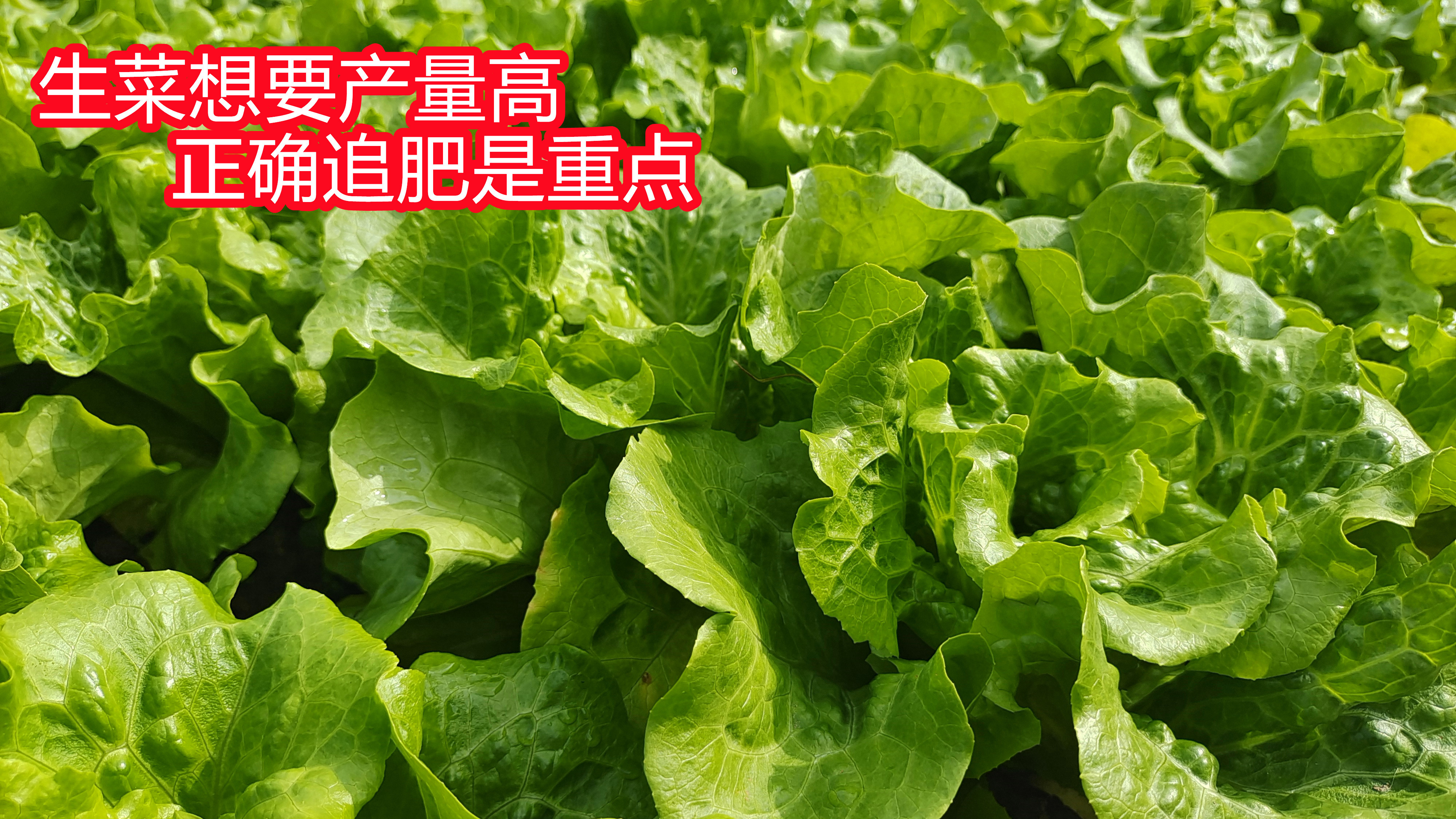 种植生菜想要长势好,科学追肥是重点,后期又嫩又翠绿比盆大