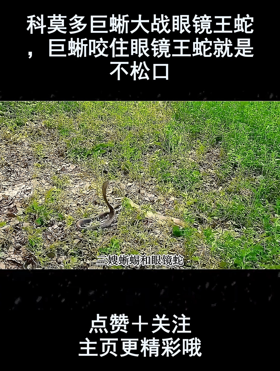 科莫多巨蜥vs眼镜王蛇图片