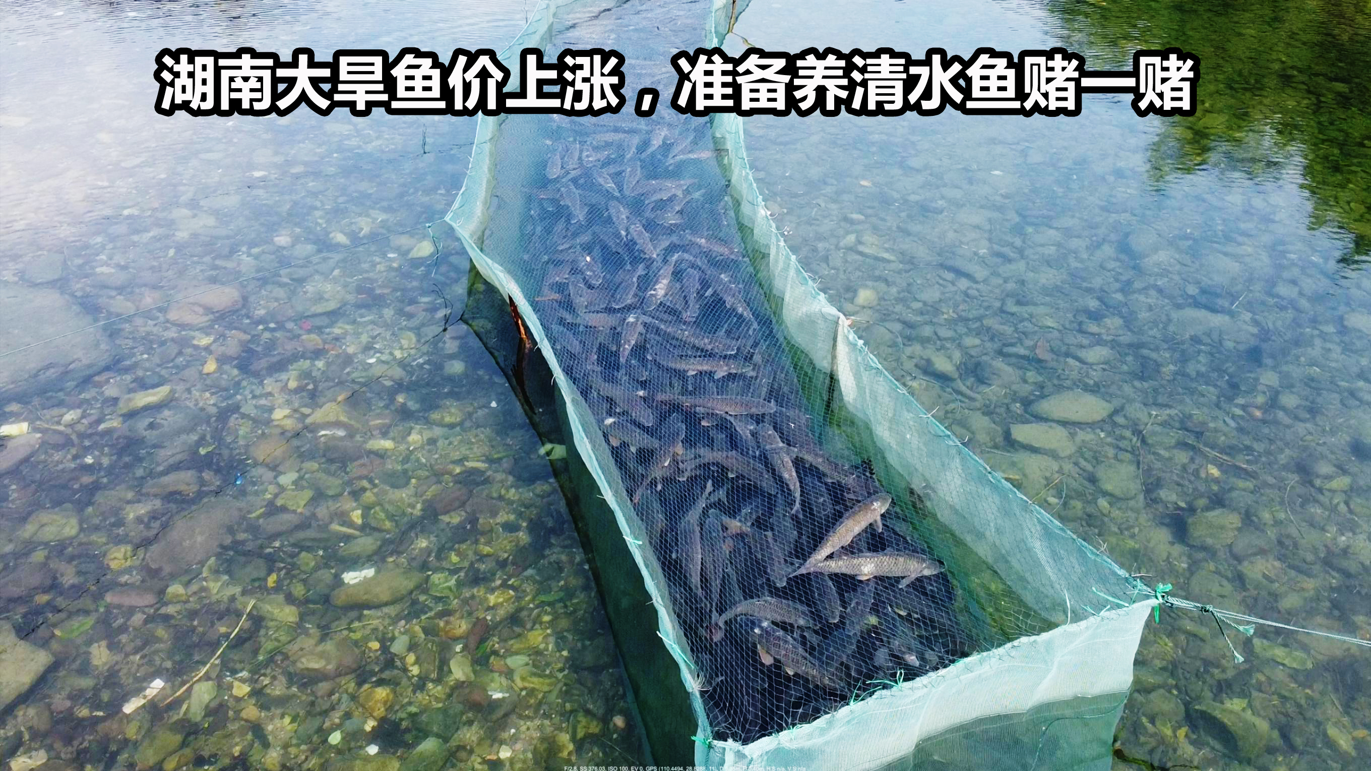 湖南罕见的旱灾鱼价上涨,舅舅计划白嫖溪流水养清水鱼,赌把大的