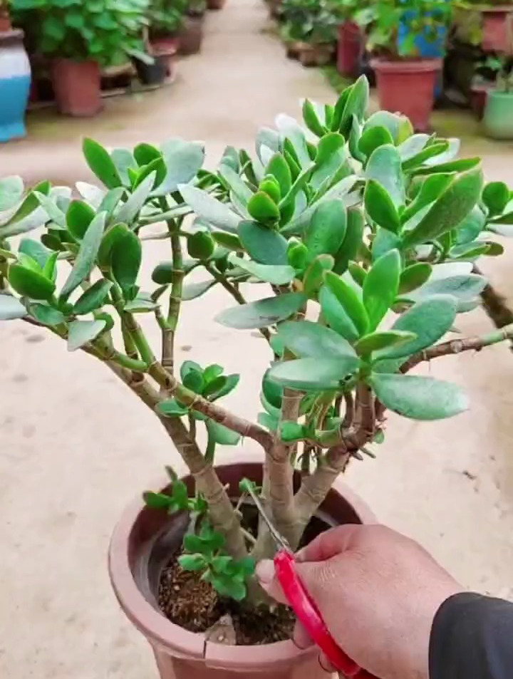 玉树修剪遵循"3点",株型圆润饱满