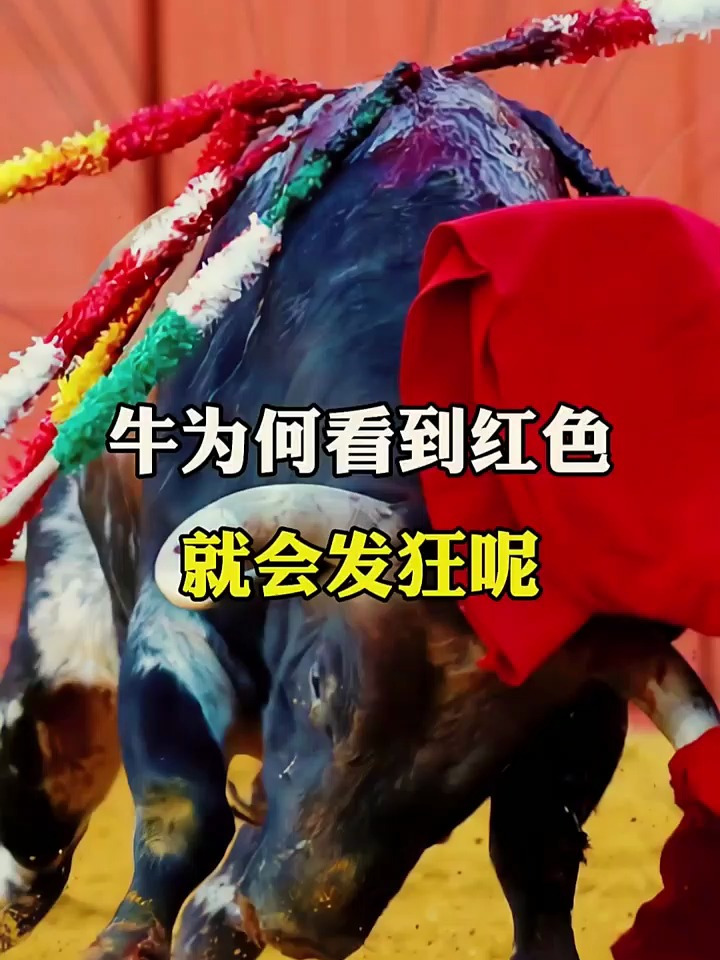 牛为什么看到红色就会发狂呢?你们知道吗?-度小视