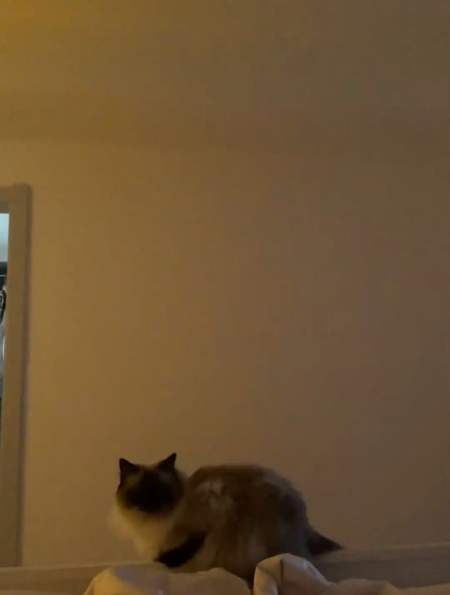 350我被包围了让我再睡一小时拜托你们家有萌猫