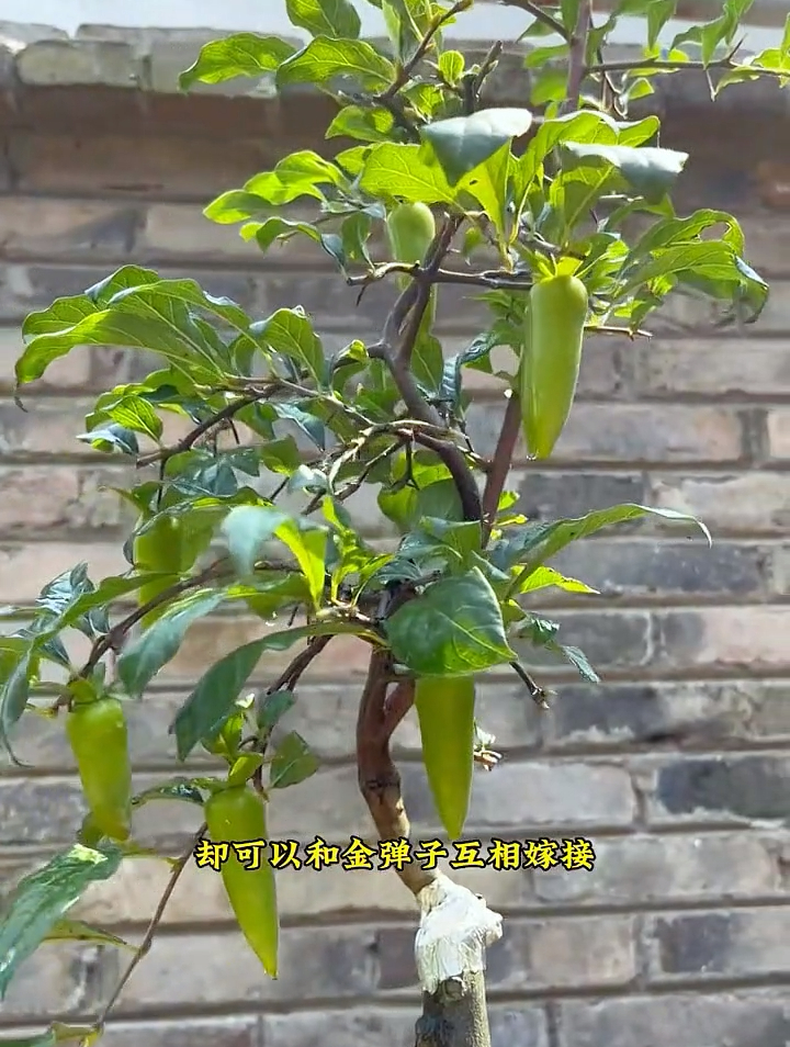 玩老鸦柿不玩梦之雫就算白玩一场了,没人能拒绝一棵挂满辣椒的树-度小