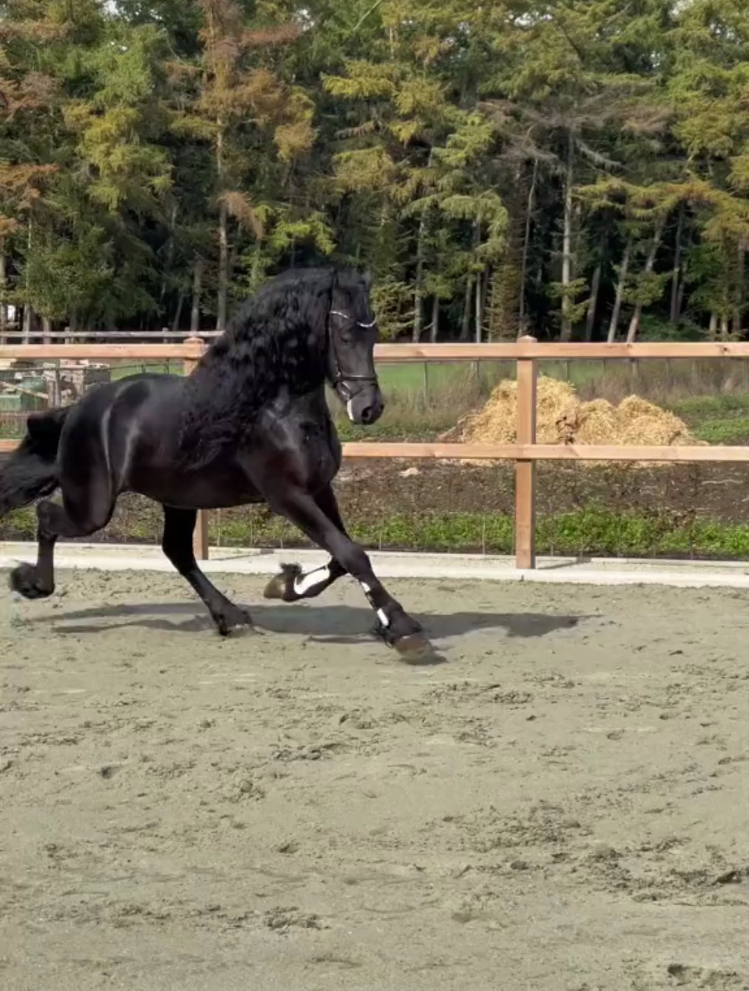 弗里斯兰马 荷兰弗里斯兰