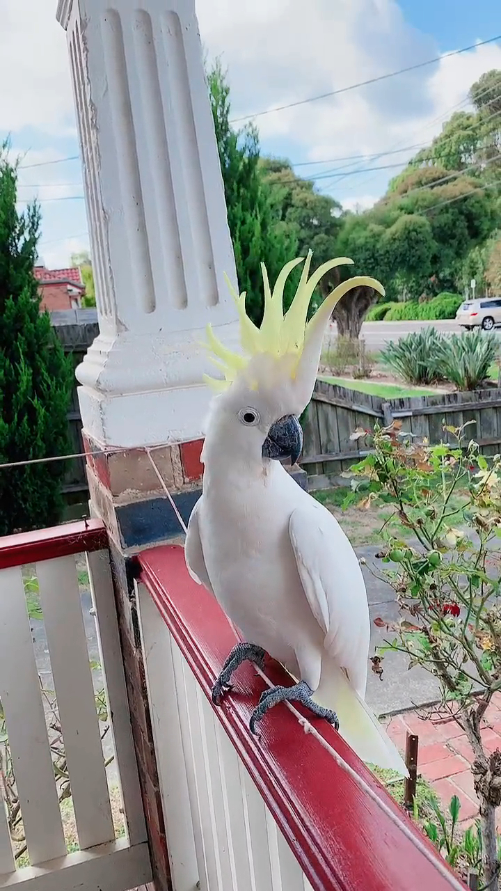 看下名贵的美冠鹦鹉有多漂亮-度小视