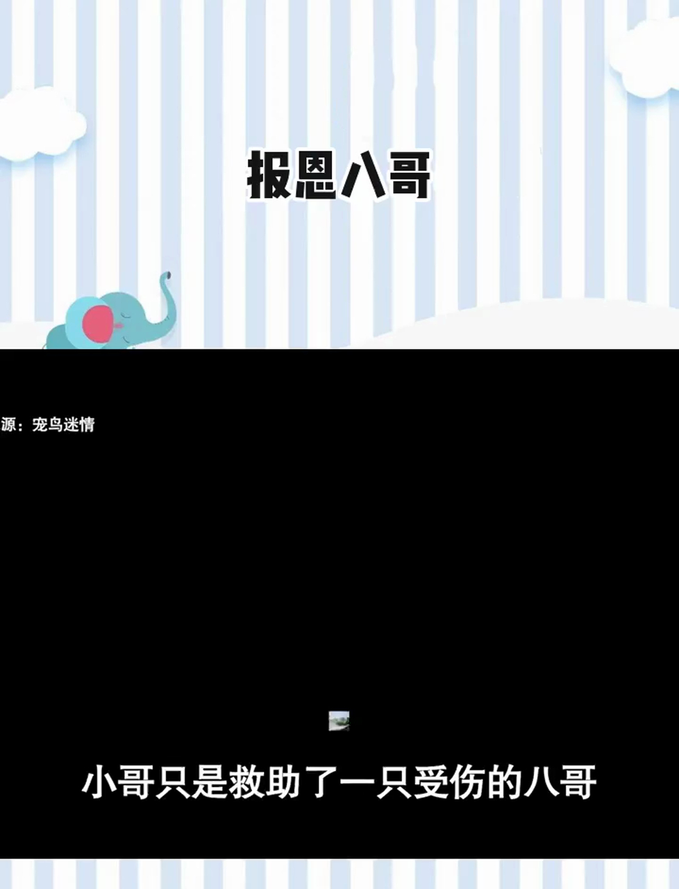 急需一个这样的八哥!