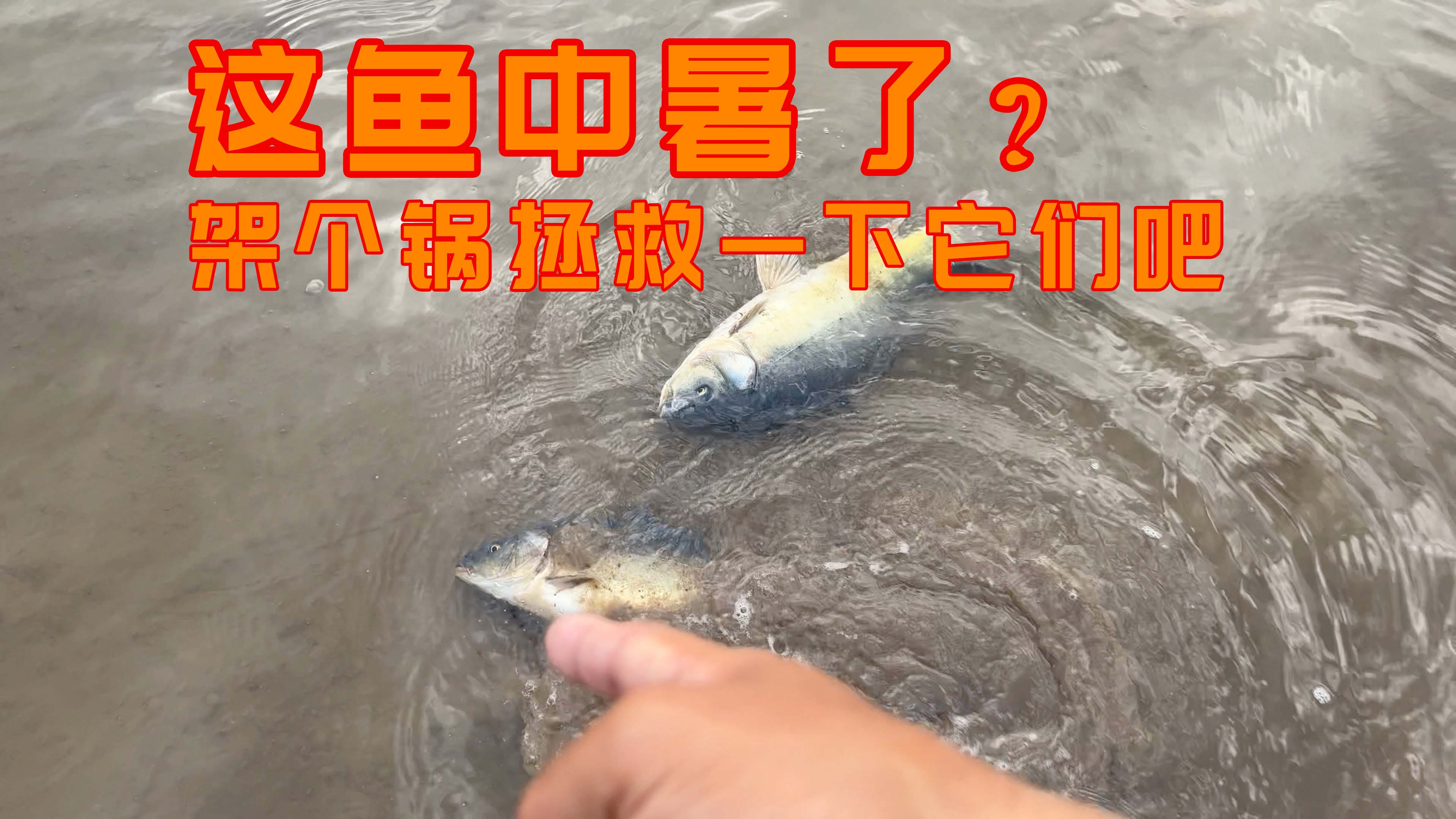 河边散步发现河里全是鱼,随手一抓就是好几条,我这样做对吗?