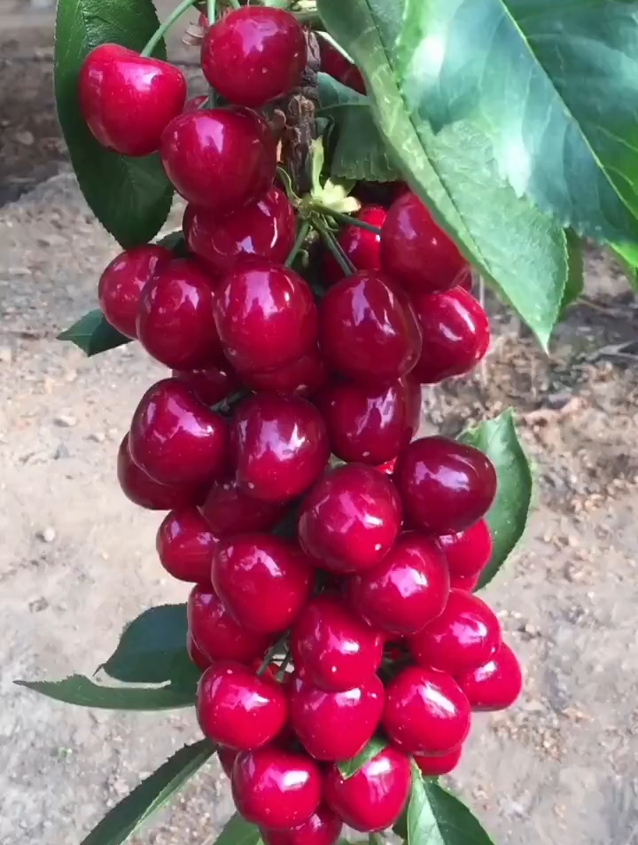 美国一号樱桃树大棚樱桃丰收状,效益高,受益好-度小视