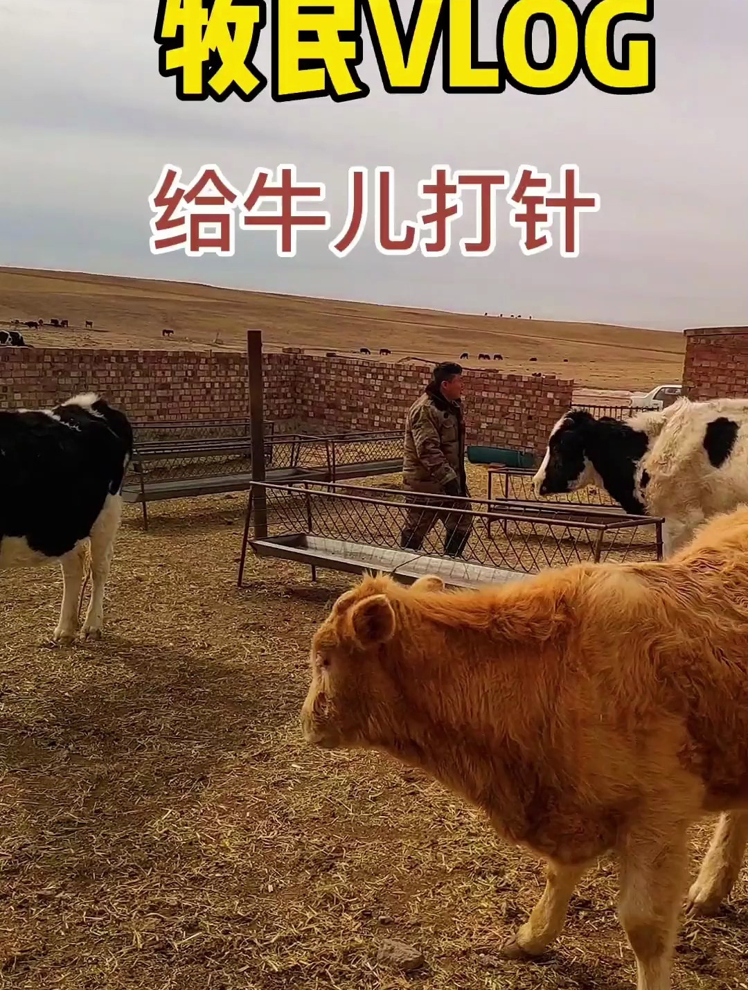 给牛儿打针 记录真实生活