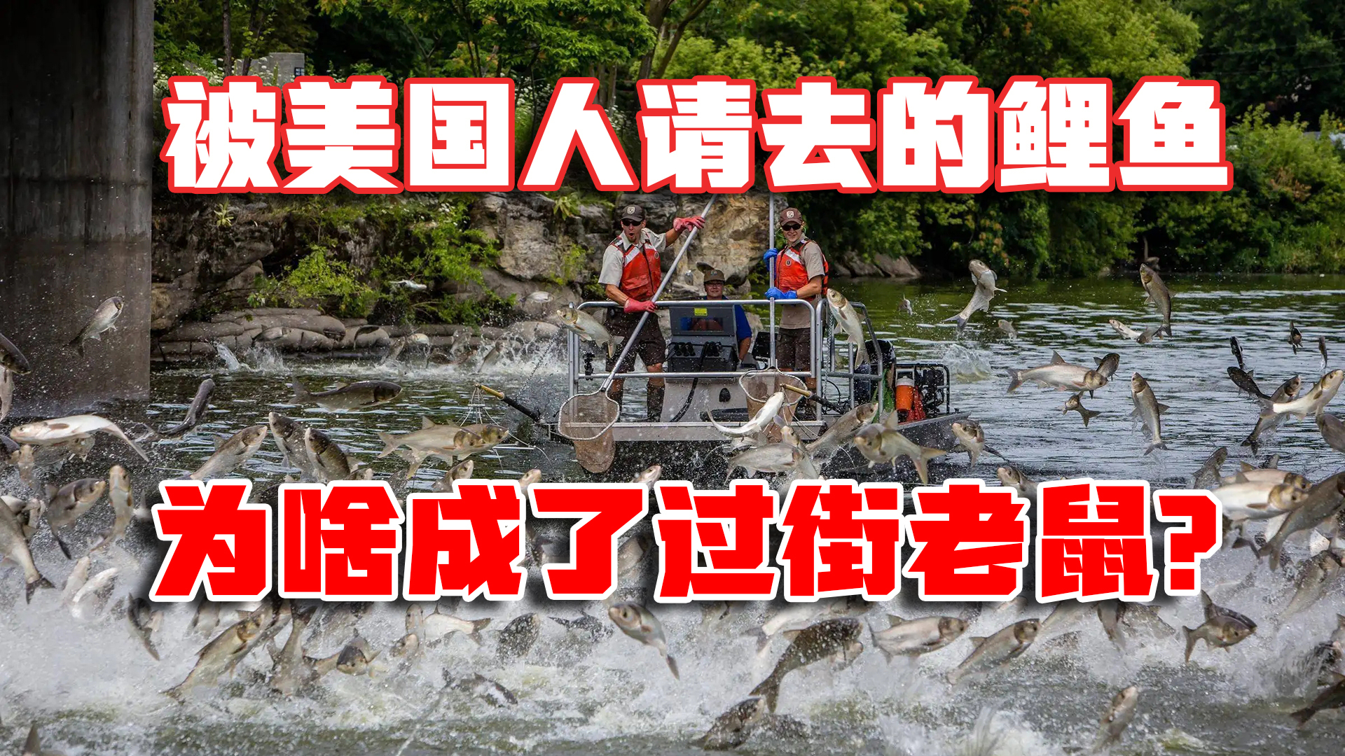 在我国奉为珍馐的鲤鱼,为啥被美国引进后,成了人见人厌的恶魔鱼