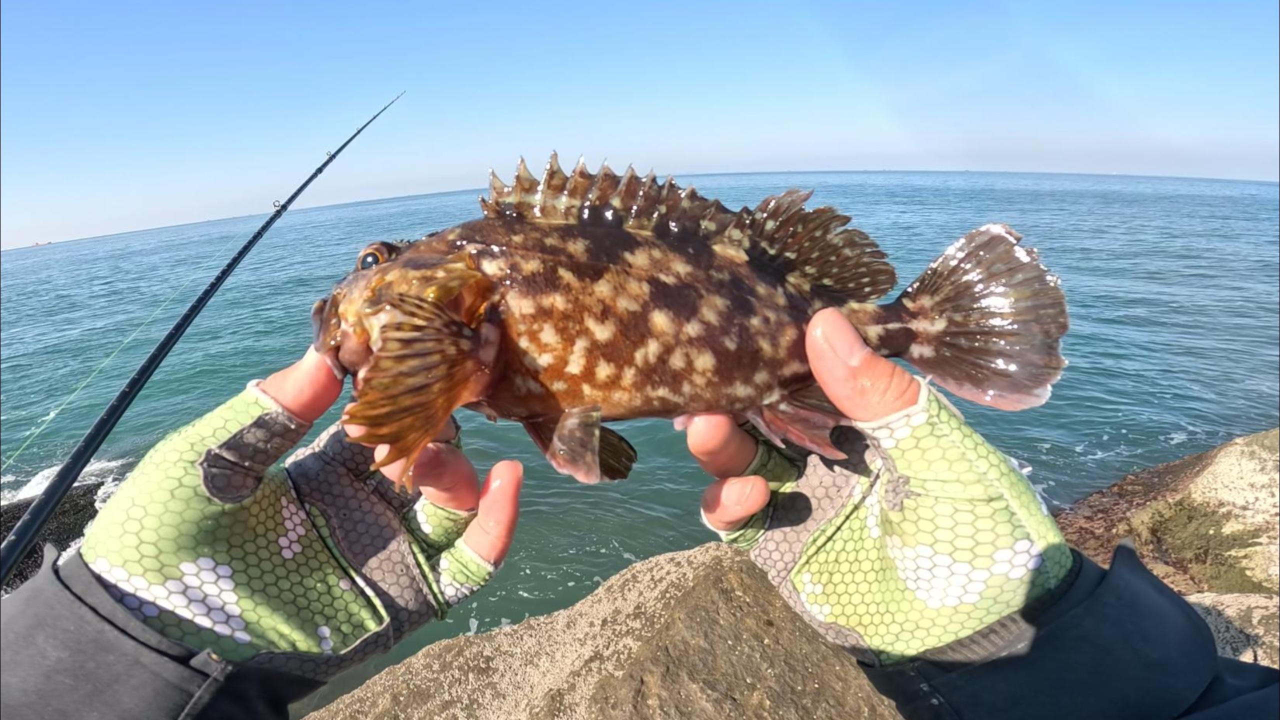 好钓又好吃的海鱼,岸边礁石随便逗逗,一钓一大筐