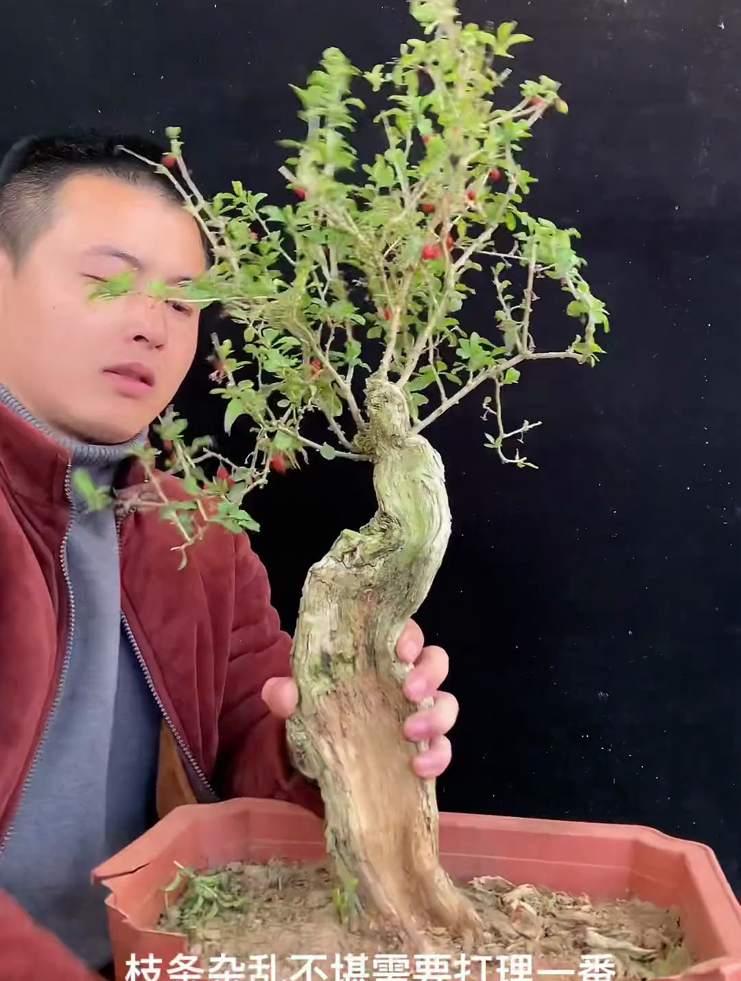 一颗枸杞老桩盆景,修剪完后立马精神了