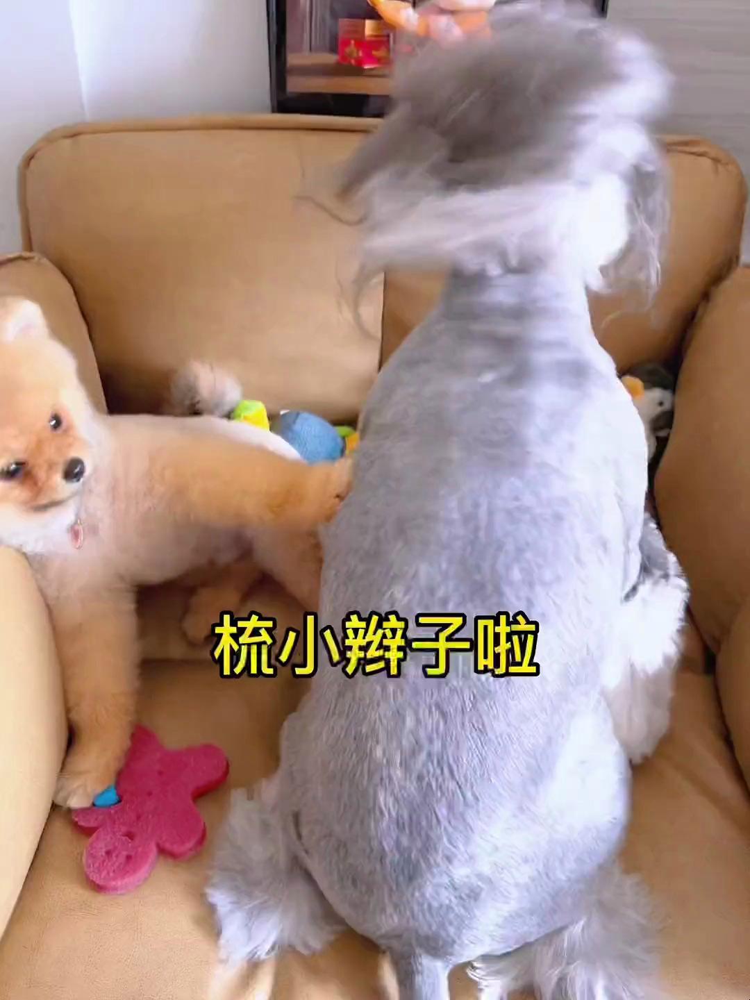 鸡窝头又来梳小辫子啦