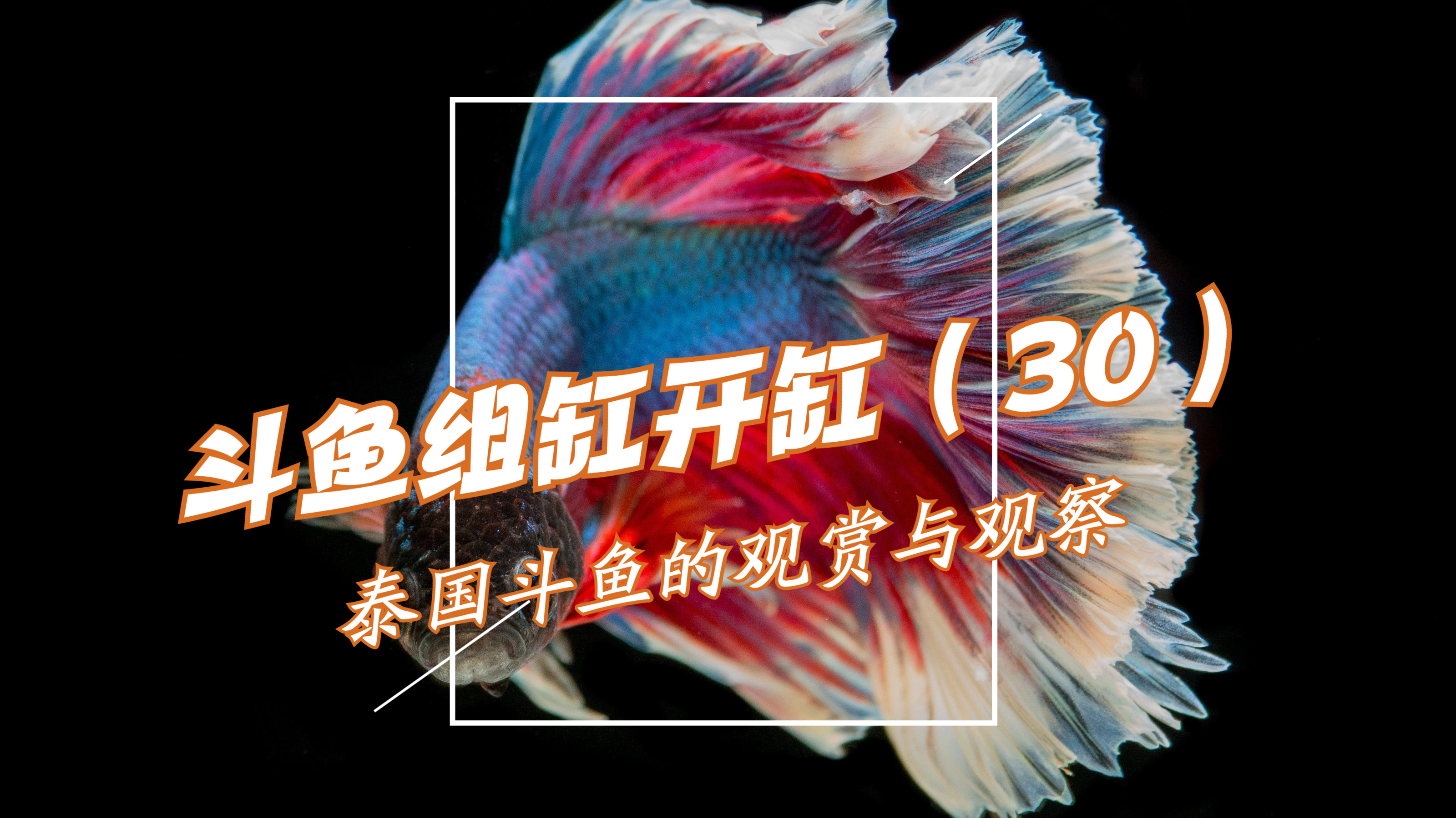 泰国斗鱼的观赏与观察