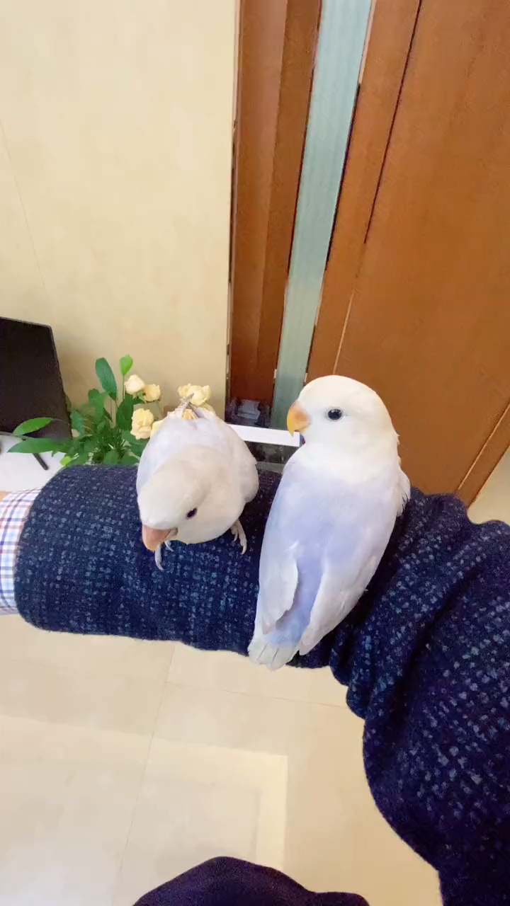 手养鹦鹉,薰衣草牡丹鹦鹉